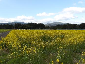 令和6年度菜の花開花風景2