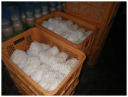 収穫直後のえのき茸の写真