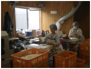 えのき茸の計量作業風景の写真