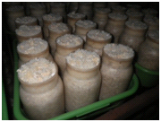 えのき茸の生育途中の写真