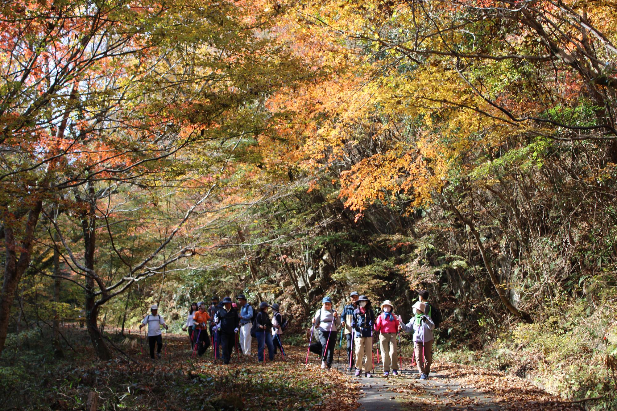 秋の田来原ノルディック・ウォーキングの画像