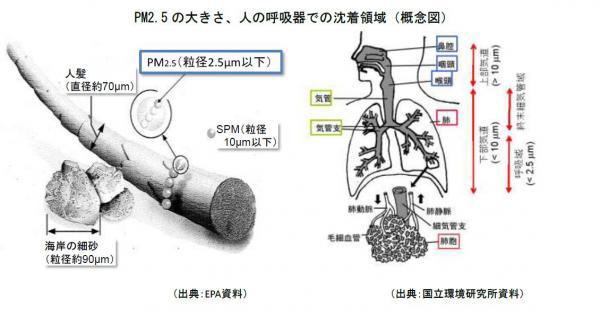 PM2月5日の大きさ、人の呼吸器での沈着領域概念図
