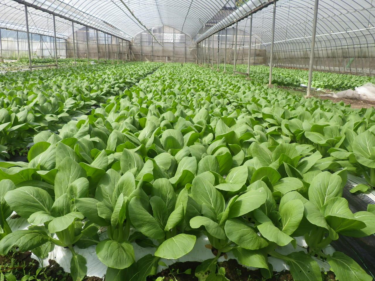 ハウス内のチンゲンサイの写真