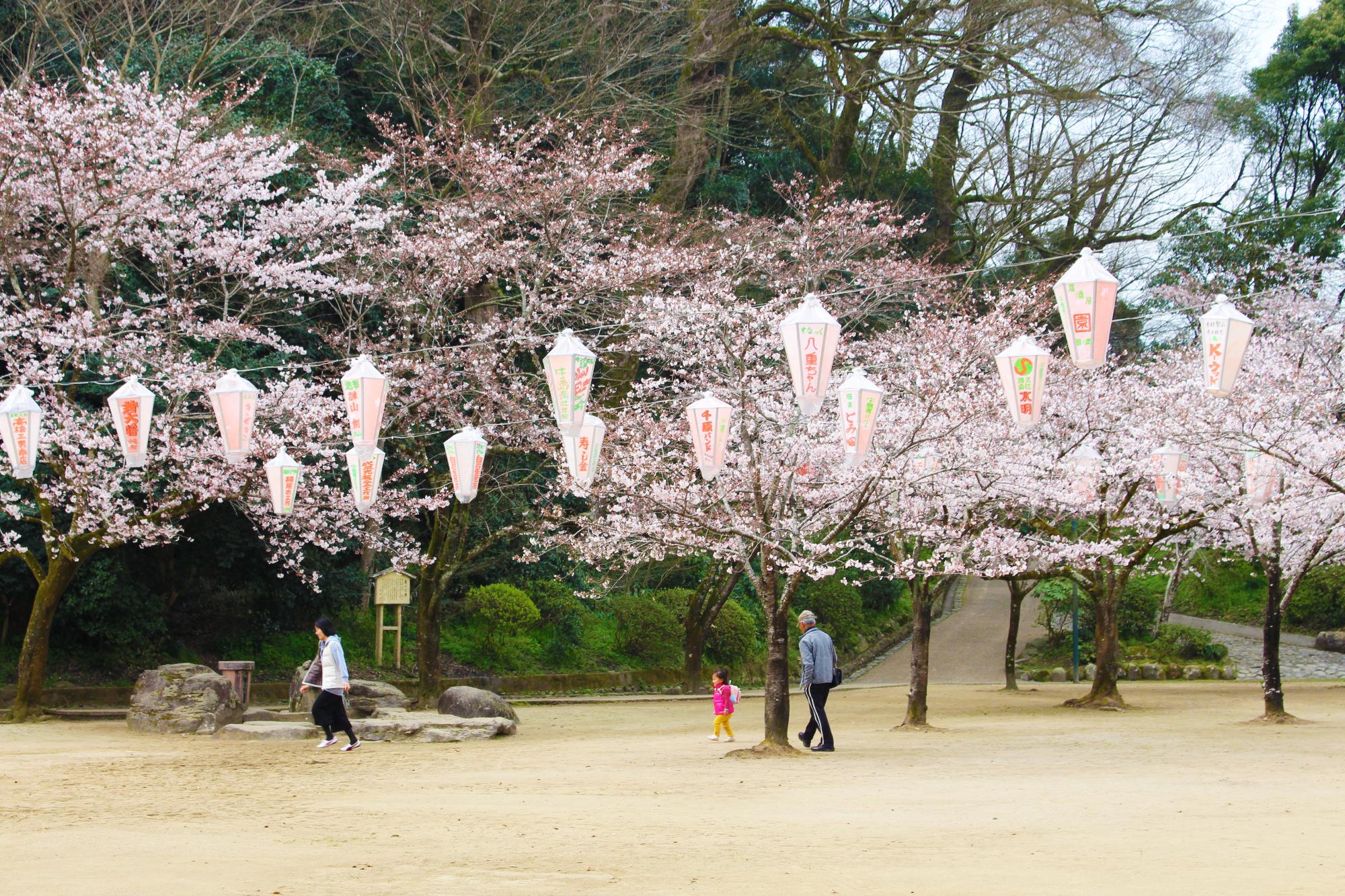 亀山公園の桜の写真