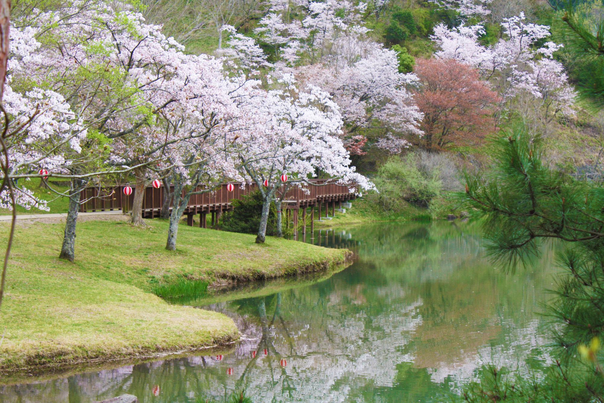 萩尾公園の桜の写真