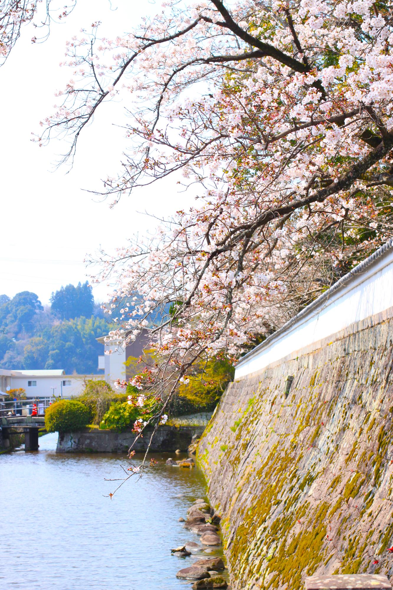 月隈公園の桜の写真