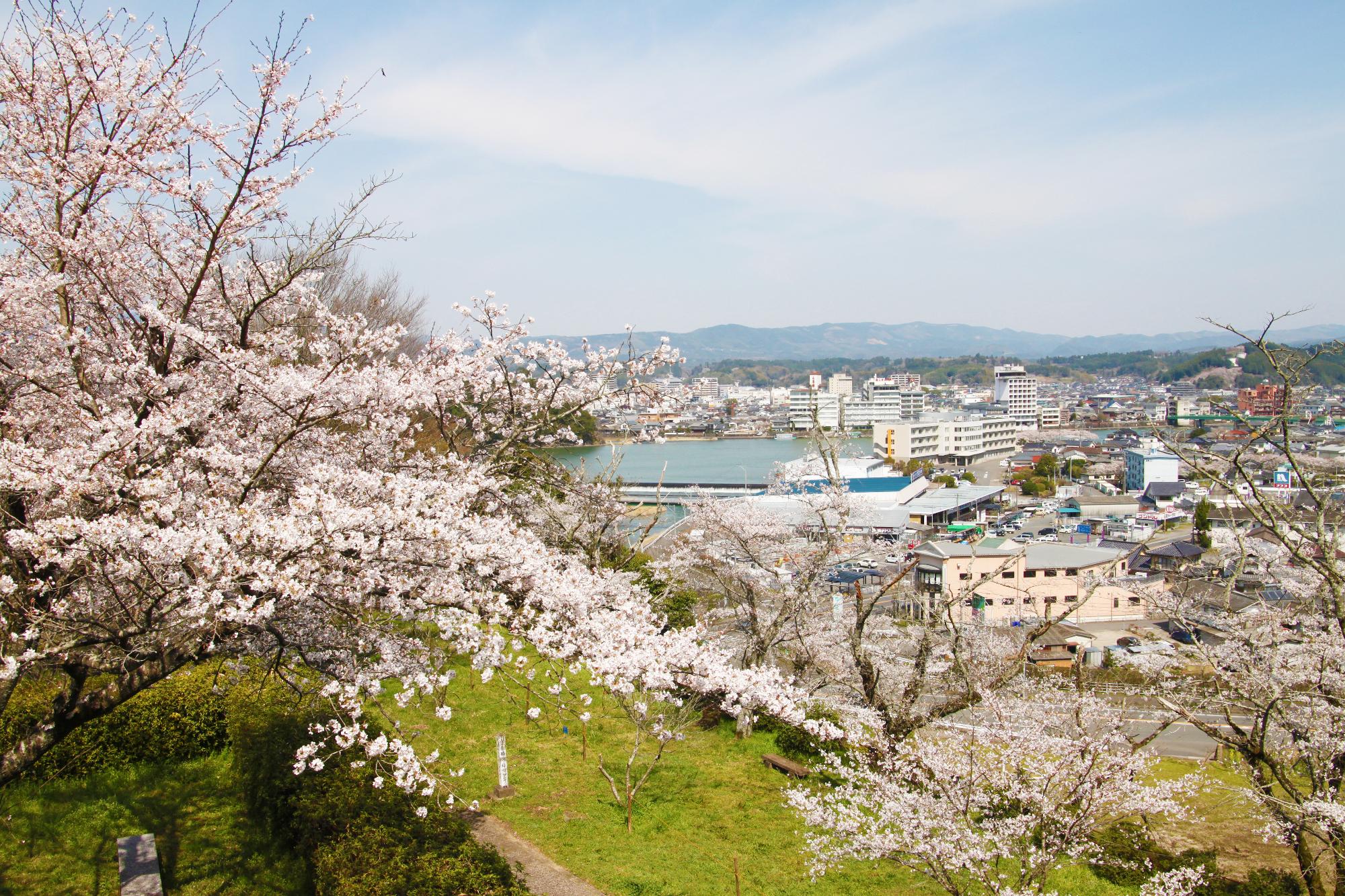 鏡坂公園の桜の写真