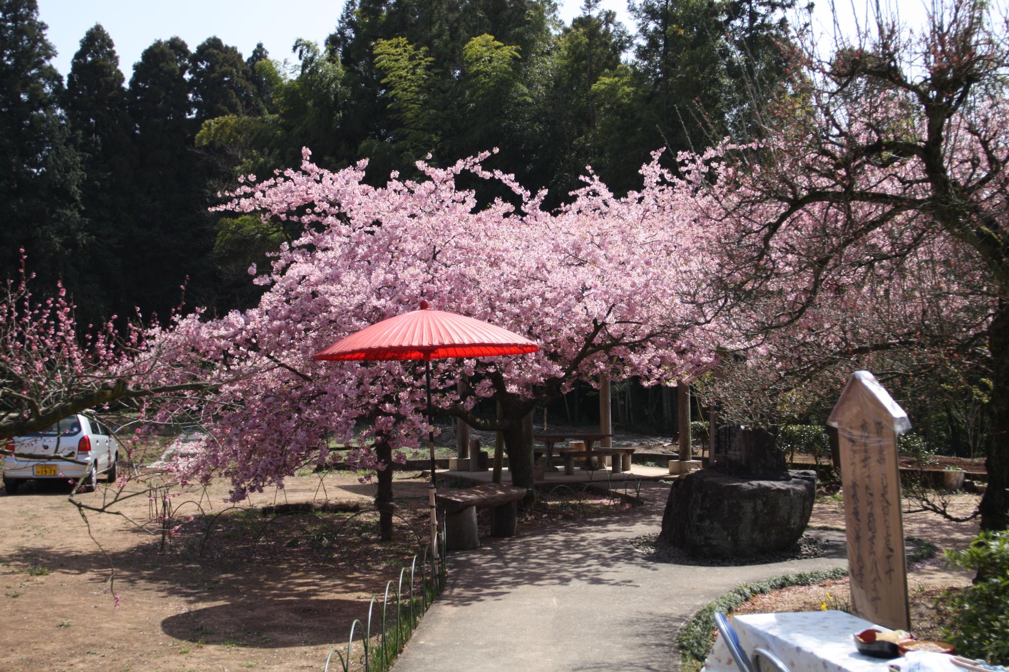求町の河津桜の写真
