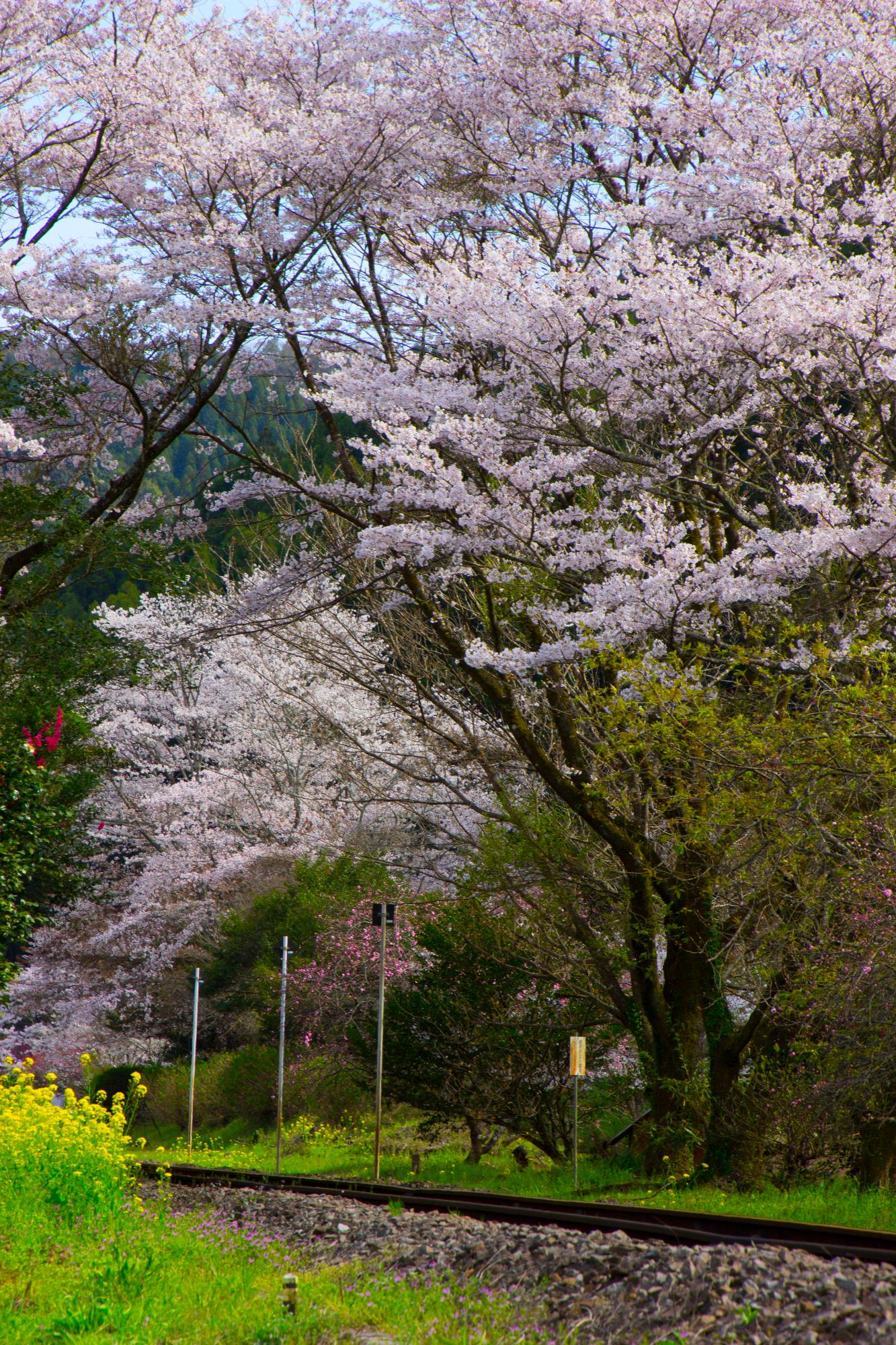 豊後中川駅の桜の写真