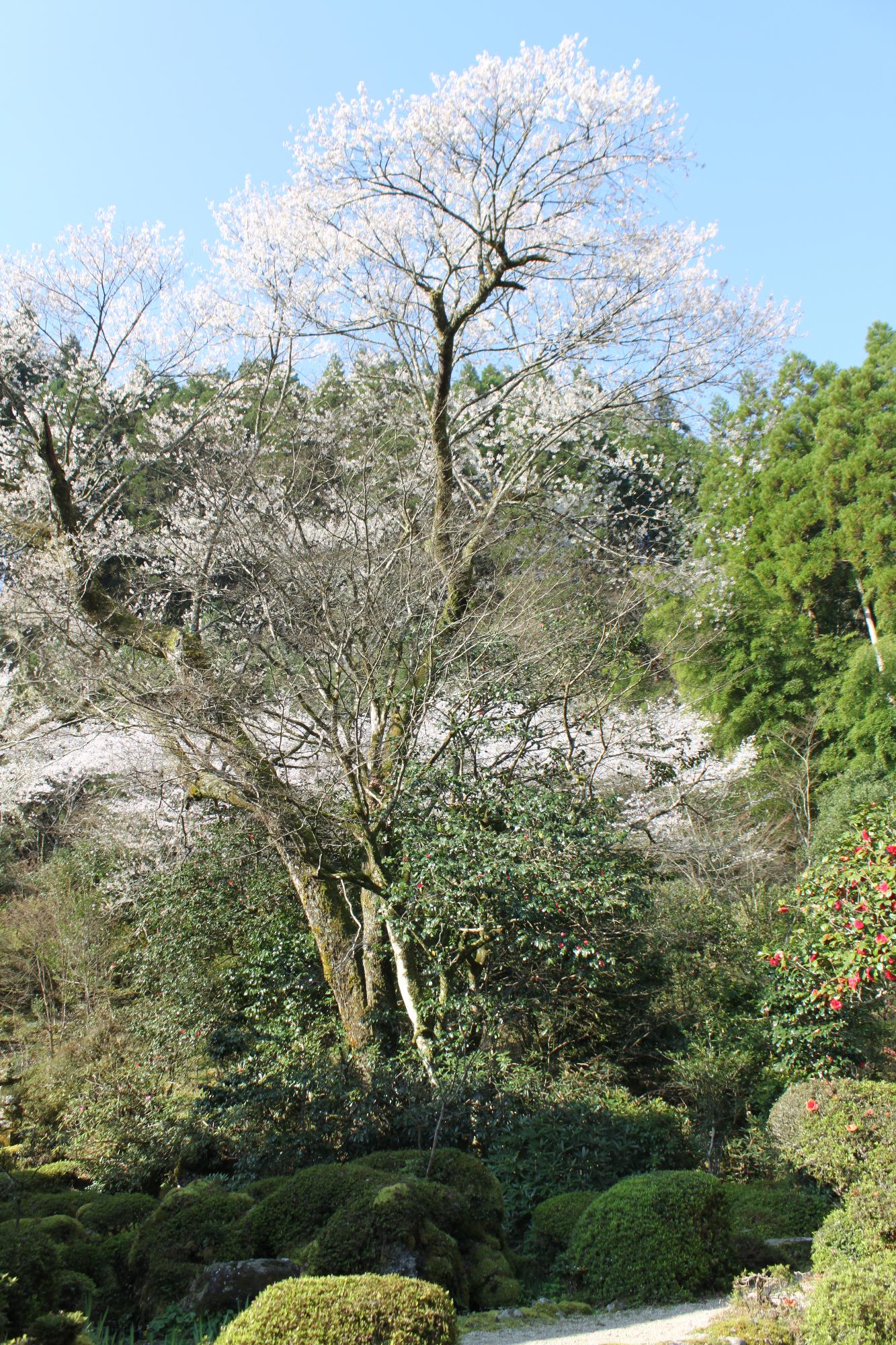 伝来寺のエドヒガンザクラの写真