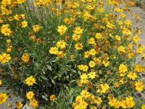 オオキンケイギクの画像