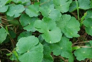 ブラジルチドメグサの画像