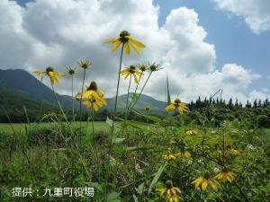 オオハンゴンソウの画像