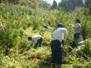 下草刈りの様子