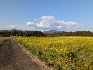 3月上旬の菜の花の開花状況2