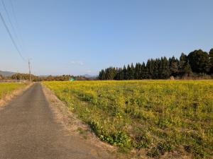3月上旬の菜の花の開花状況3