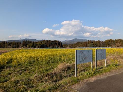 3月上旬の菜の花の開花状況１