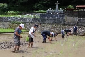 田植えの様子