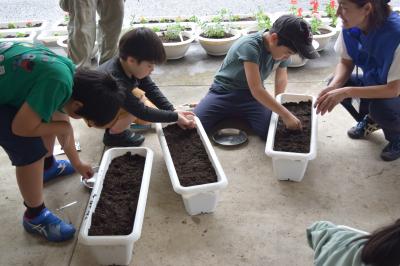 児童が種を植えている様子