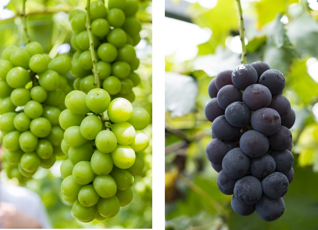 シャインマスカットとピオーネの写真